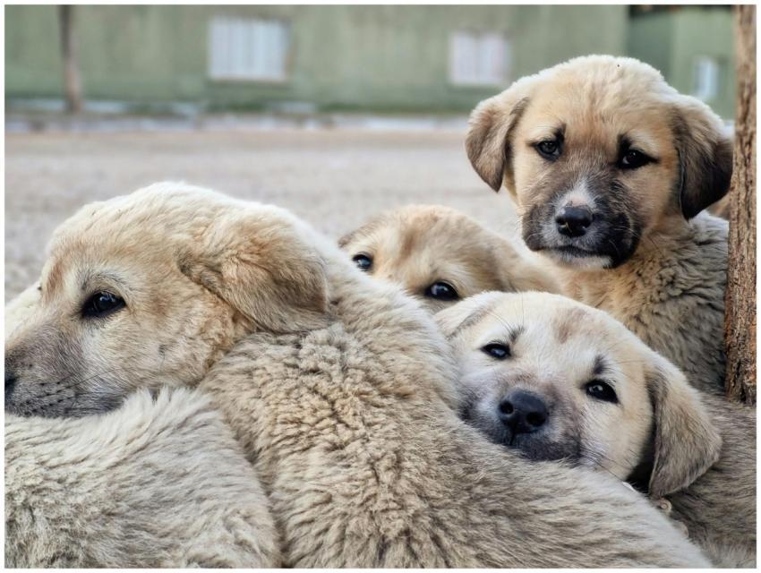 Cute group of puppies cuddling outdoors, showcasin