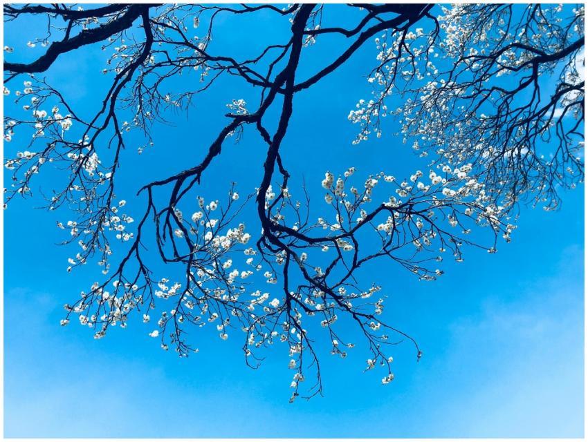 A scenic view of cherry blossom branches blooming