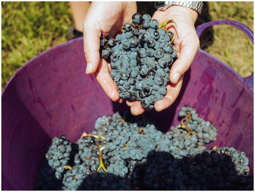 Close-up of hands holding fresh grapes in a vineya