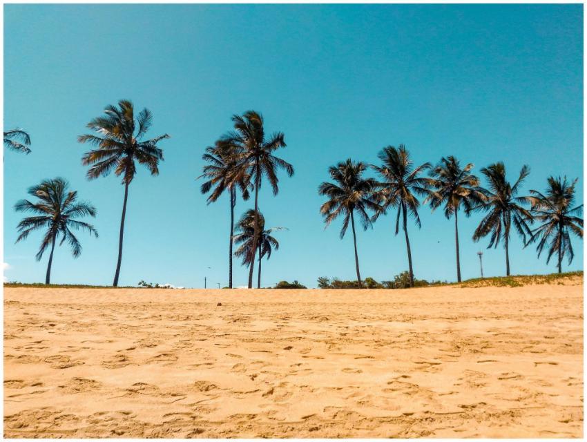 Serene tropical beach with coconut palms under a c