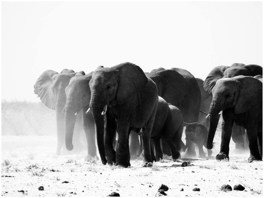 Black and white photograph capturing a herd of ele