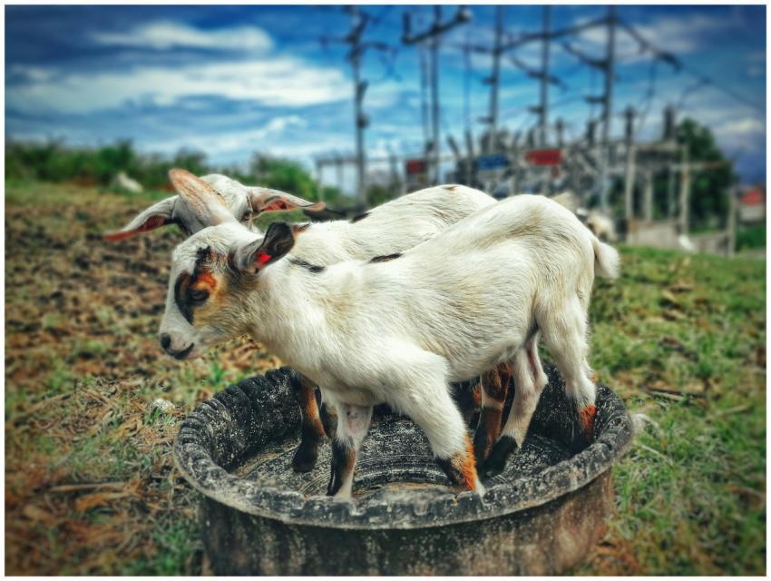 Charming goats standing together in an outdoor pas