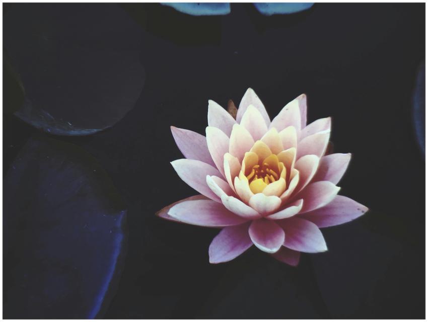A serene close-up of a pink lotus flower in full b