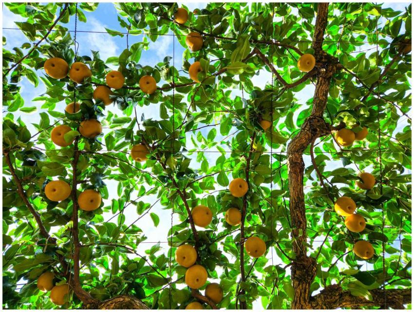 Vibrant apple pear tree branches laden with ripe y