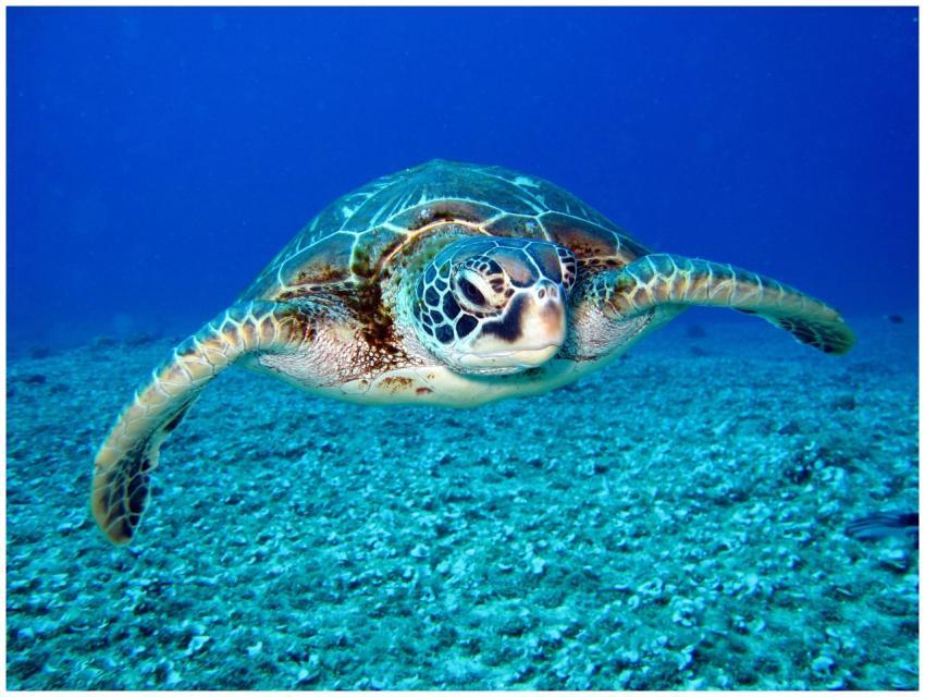 Close-up of a sea turtle gracefully swimming under