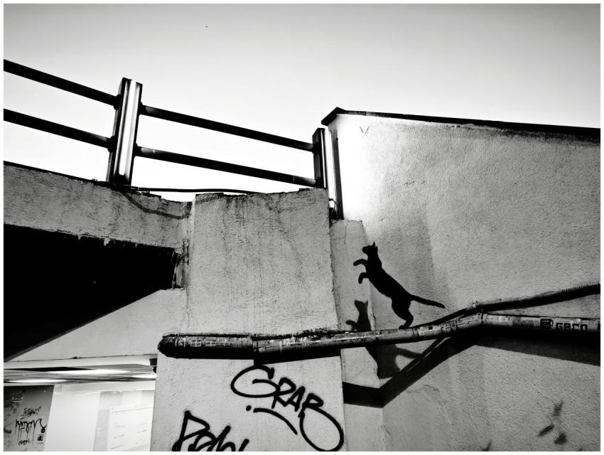 Black cat silhouette leaps against a graffiti-mark