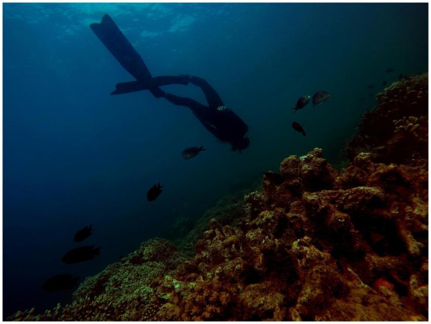 Scuba diver swims above colorful coral reef, surro