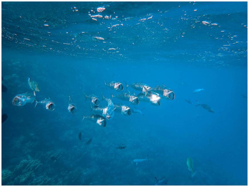 A stunning view of a school of fish swimming in cr