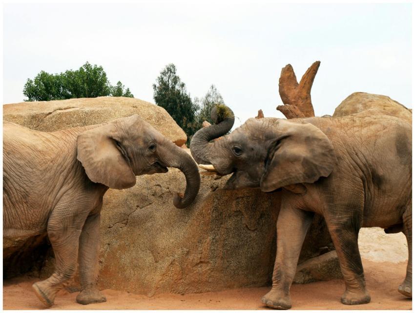 Two African elephants engaging with their trunks a