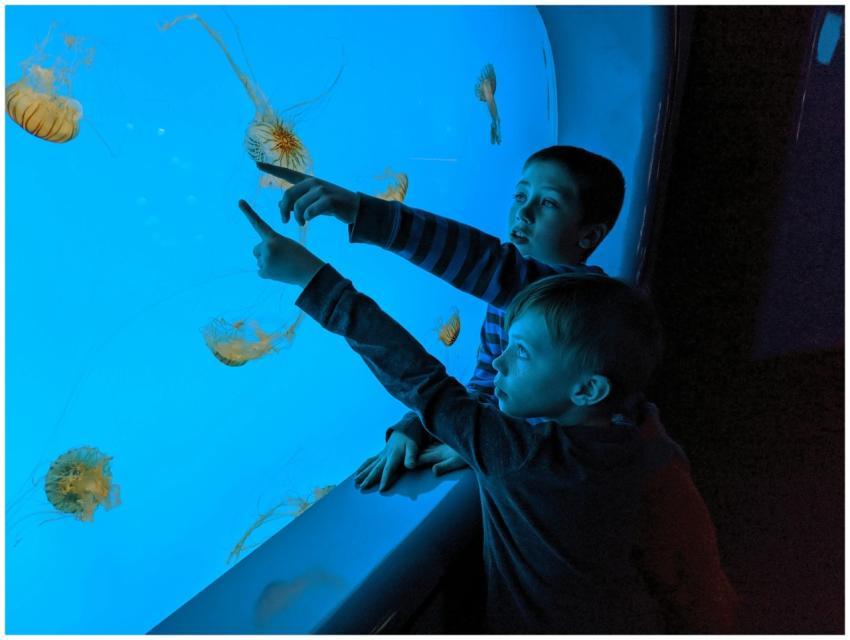 Two boys watching jellyfish at the Baltimore Aquar