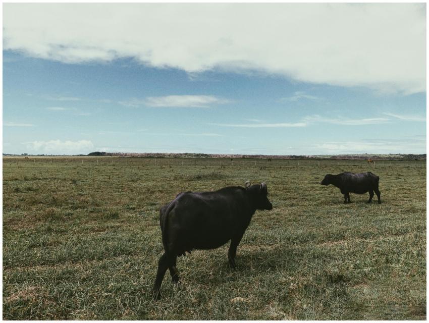 Two water buffaloes grazing in a lush green field