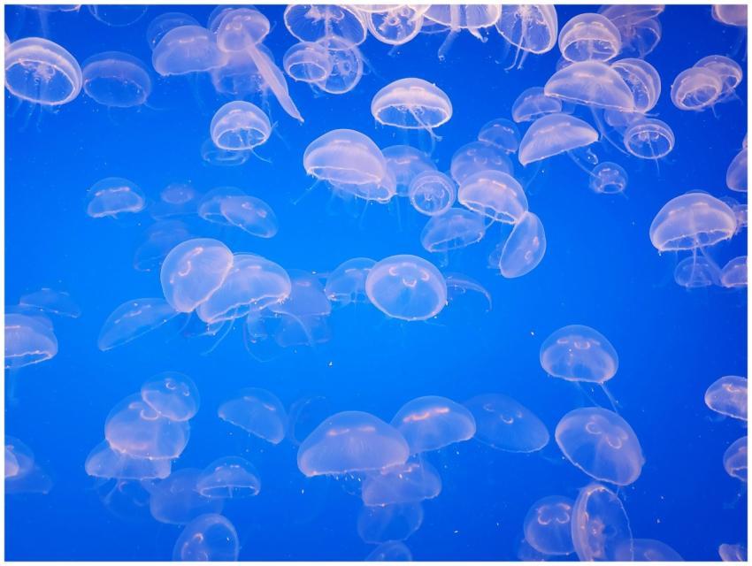 Captivating view of jellyfish with translucent ten