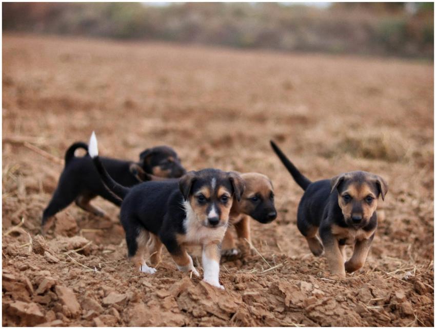 Adorable Puppies Playing Dirt