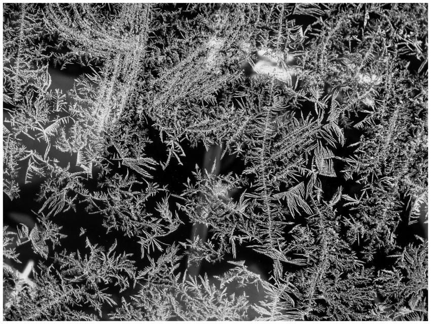 Detailed black and white photograph of frost patte