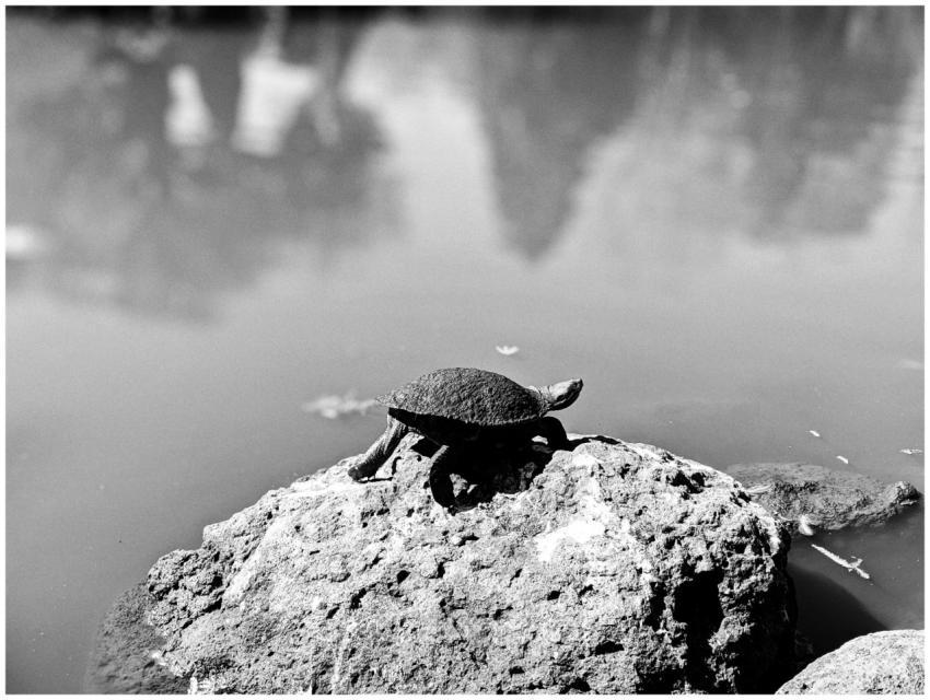 A turtle basks on a rock by the water, blending wi