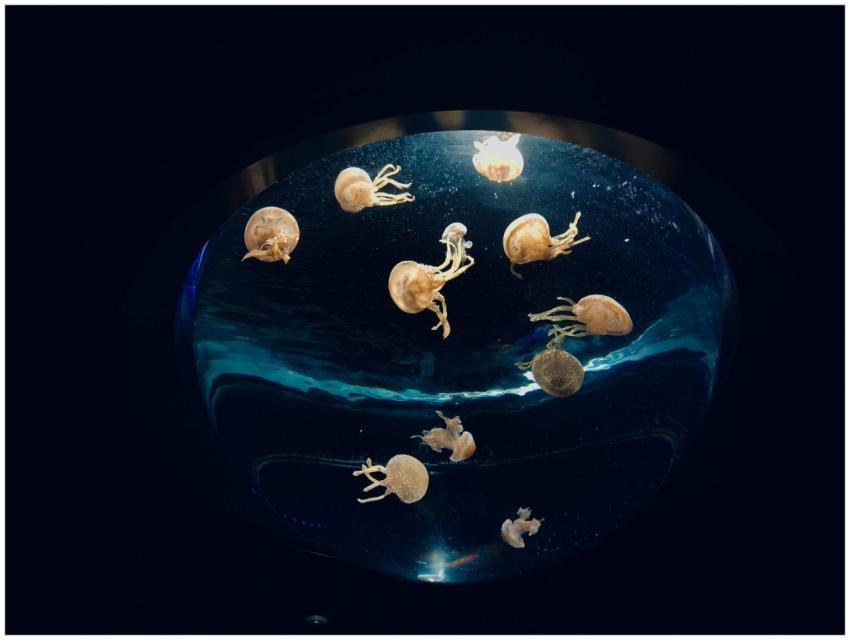 Captivating jellyfish swimming in an aquarium, sho