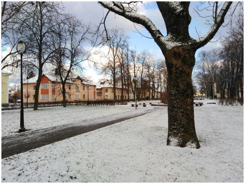 A tranquil snowy park scene featuring bare trees a