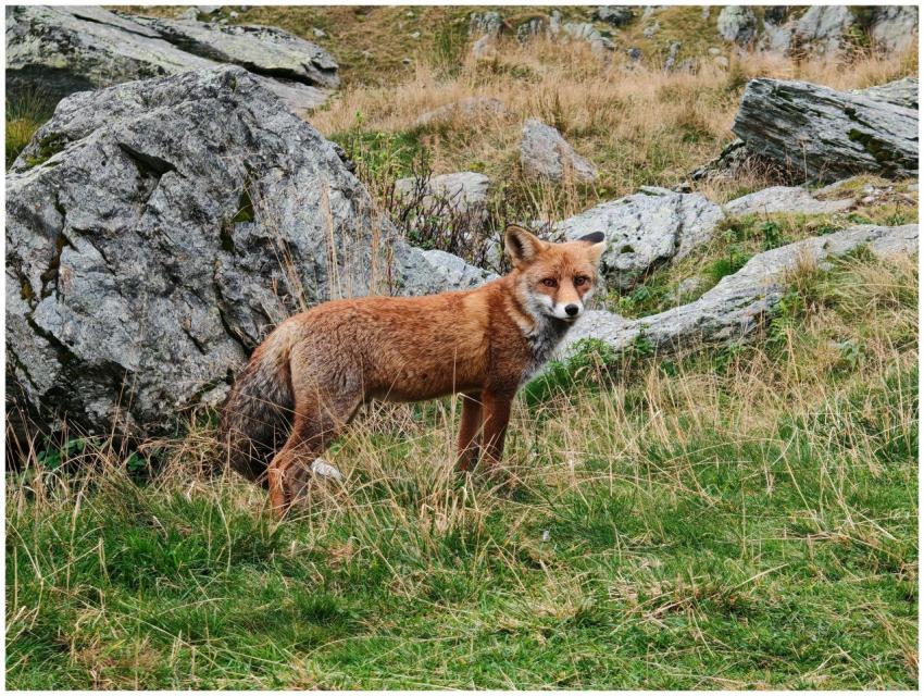 Wild Red Fox Rocky