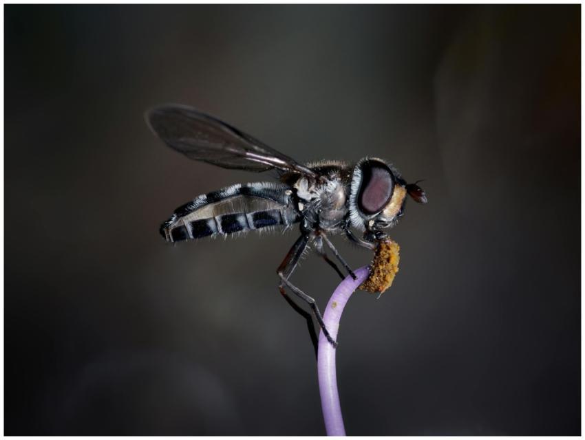 Stunning macro shot capturing a dragonfly perched