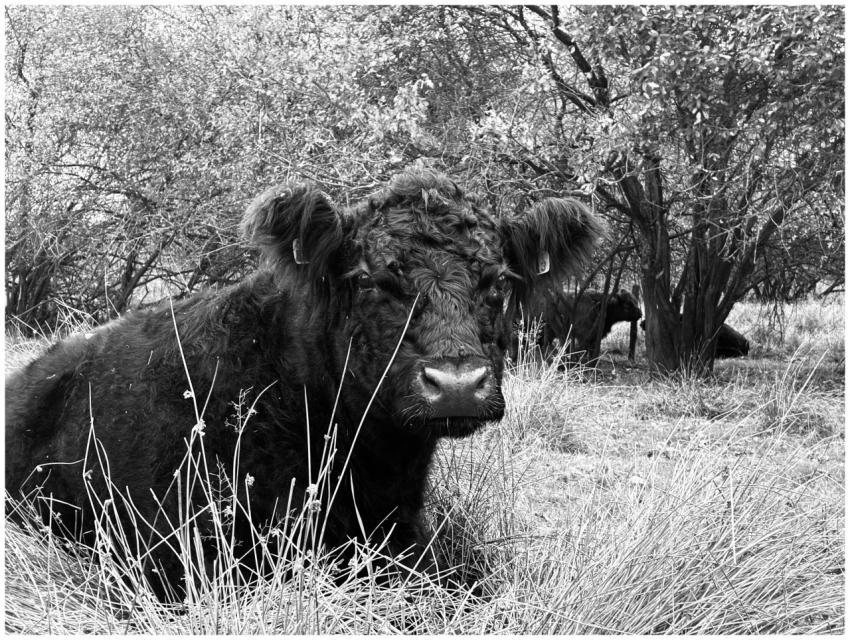 Highland Cow Resting Natural