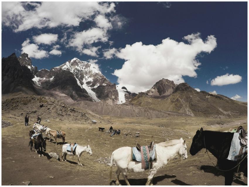 Horses grazing in the scenic Peruvian Andes, with