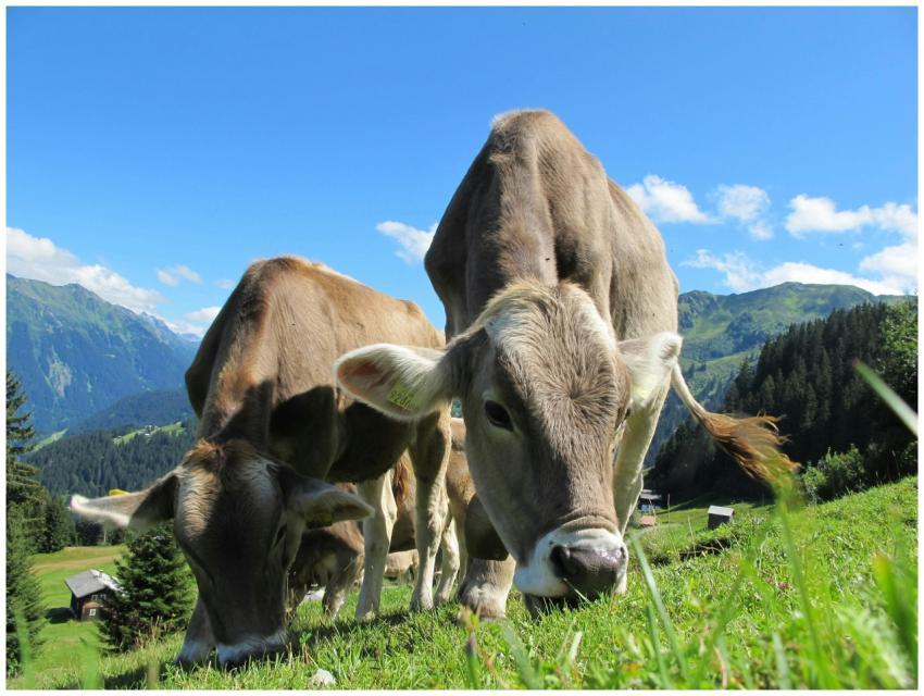 Cows graze peacefully in a lush mountain pasture u