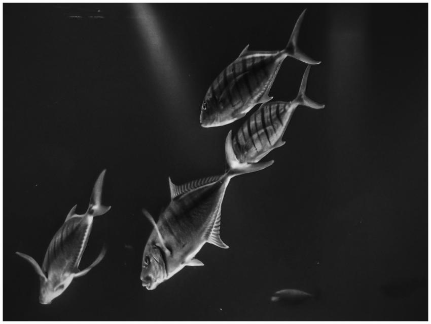 Artistic black and white photo of fish swimming gr