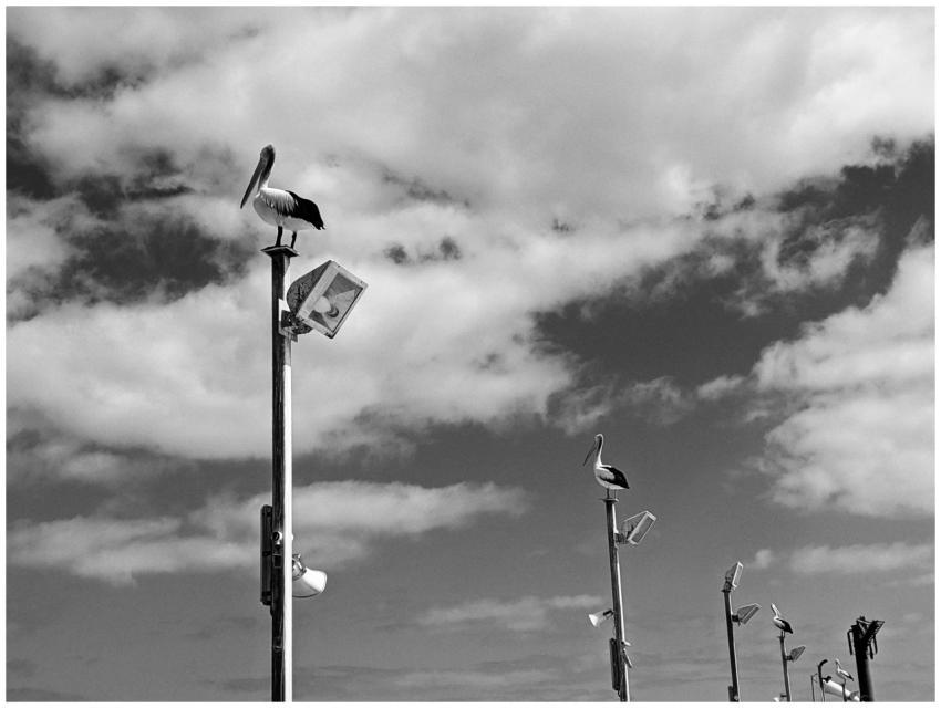 Black and white image of pelicans perched on lampp