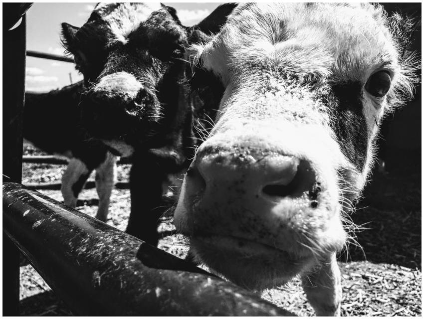 A curious close-up portrait of a cow in black and