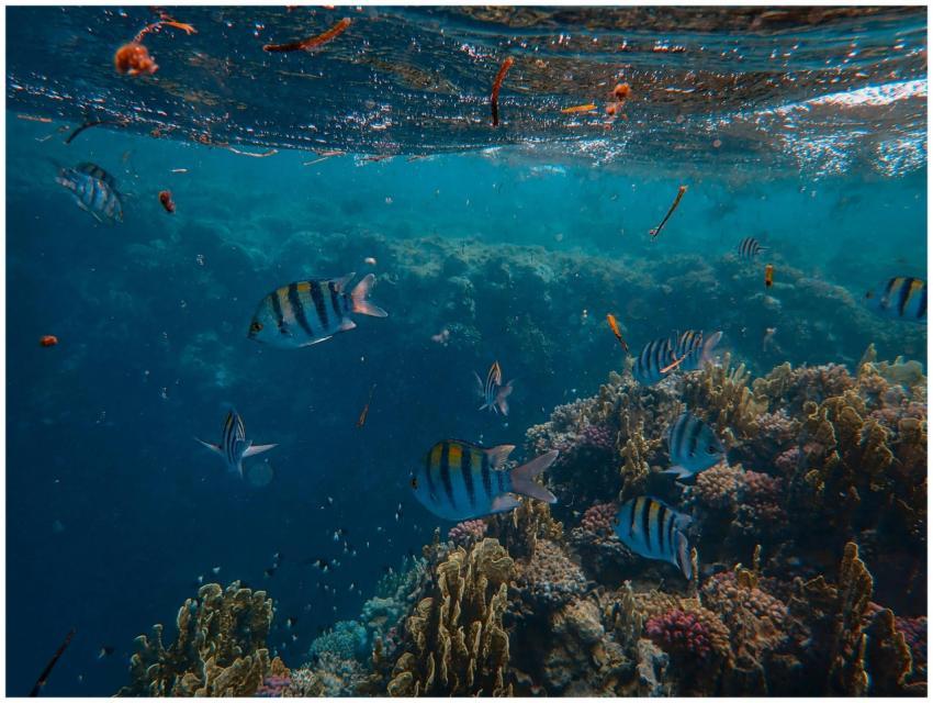 Colorful underwater scene featuring coral reef and