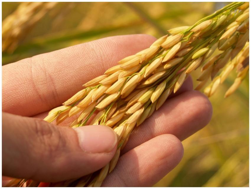 Detailed image of a hand gently cradling ripe rice