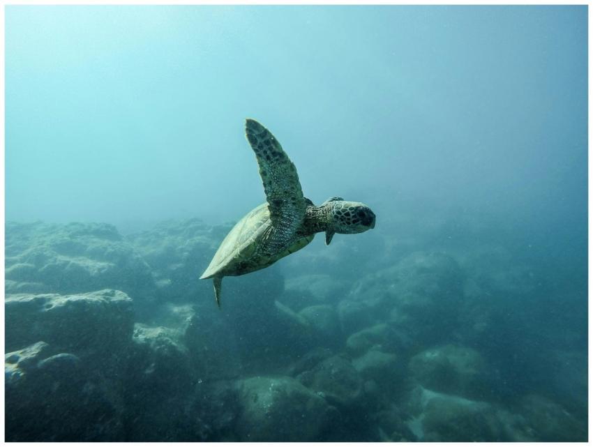 A serene sea turtle gracefully swimming in clear o