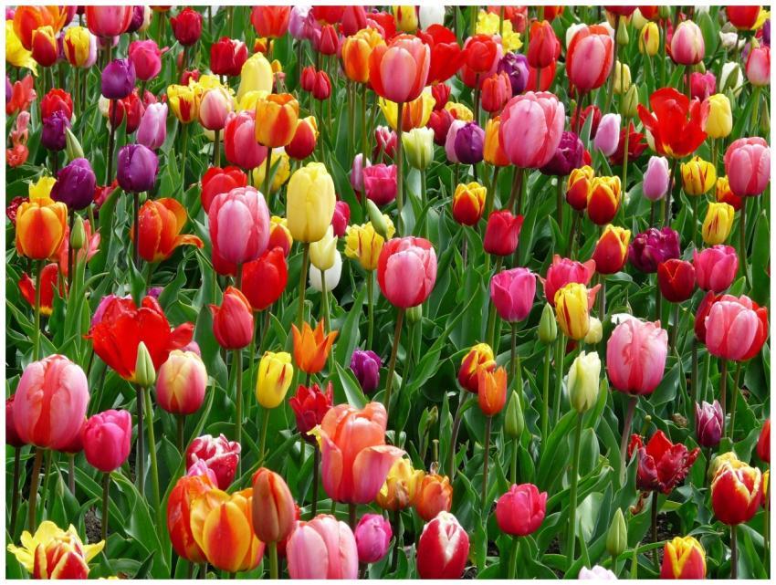 A colorful array of tulips blooming in a field, sh