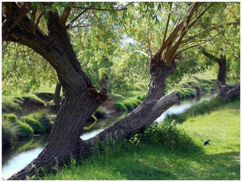 Serene forest scene with a tranquil stream bordere
