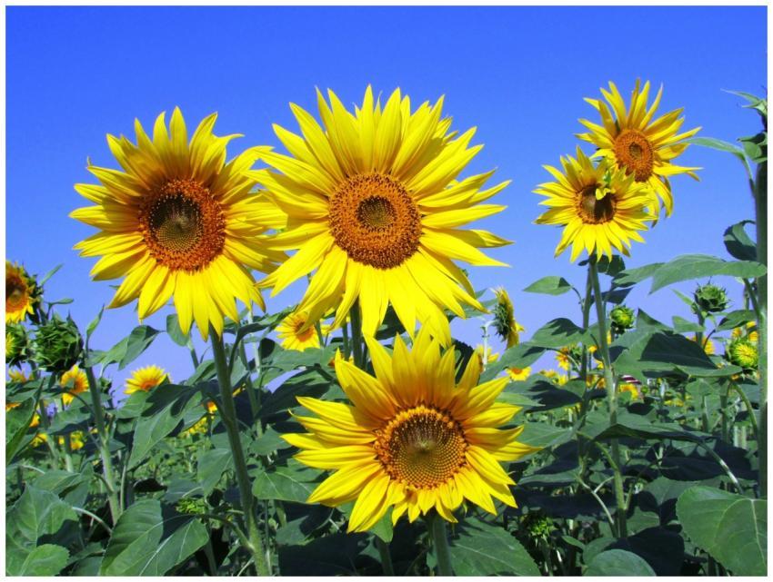 Bright yellow sunflowers blooming under a clear bl