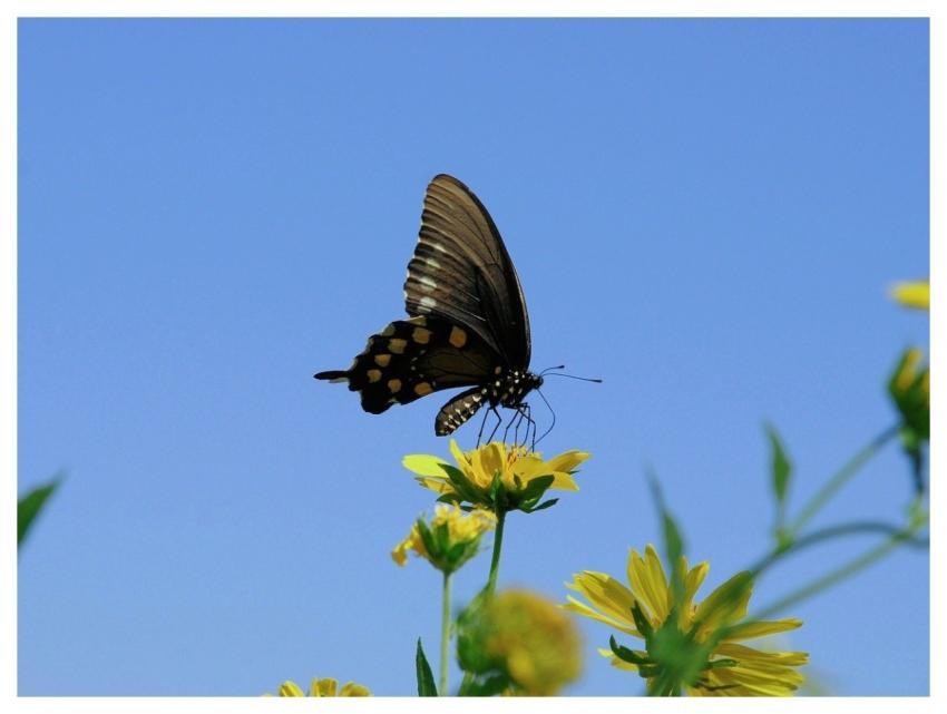 Butterfly Nature Insect Wings