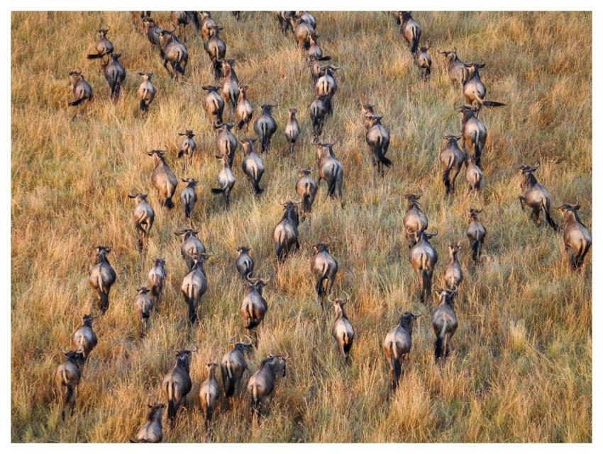 Safari Nature Africa Wildlife