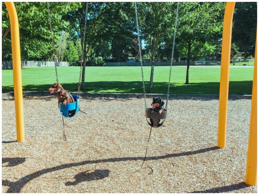 Adorable dachshunds swinging at a sunny park playg