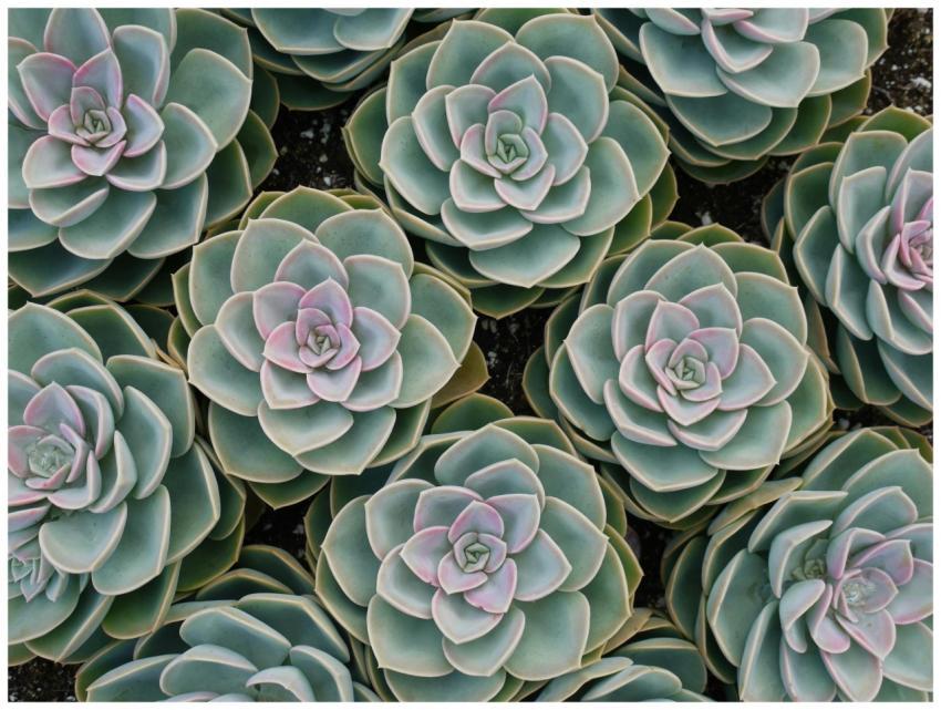Detailed image of Echeveria succulent rosettes sho