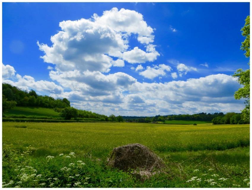 Peaceful summer landscape showcasing green fields