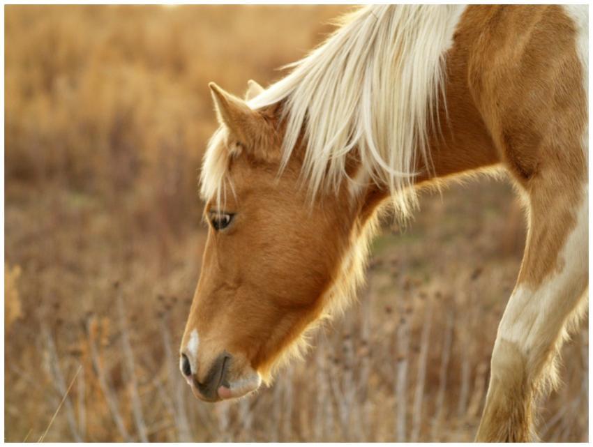 A serene brown horse grazing in a sunlit autumn fi