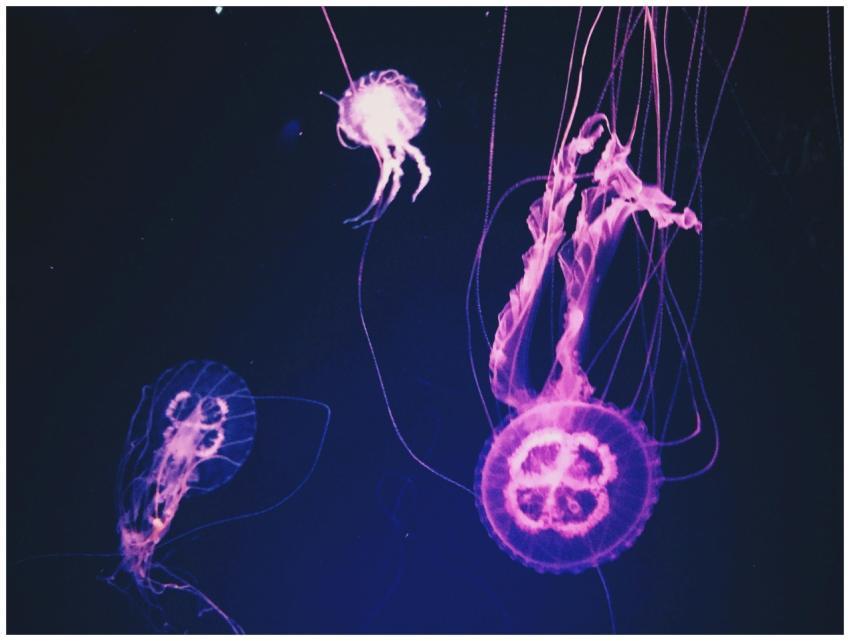 Stunning view of glowing jellyfish displaying biol