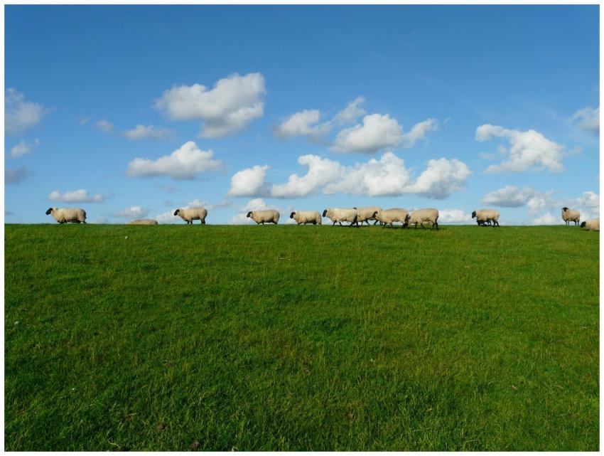 A scenic view of a flock of sheep grazing on a gre