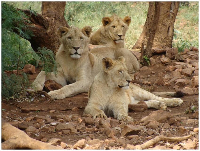 Three lions resting in their natural habitat in Bo