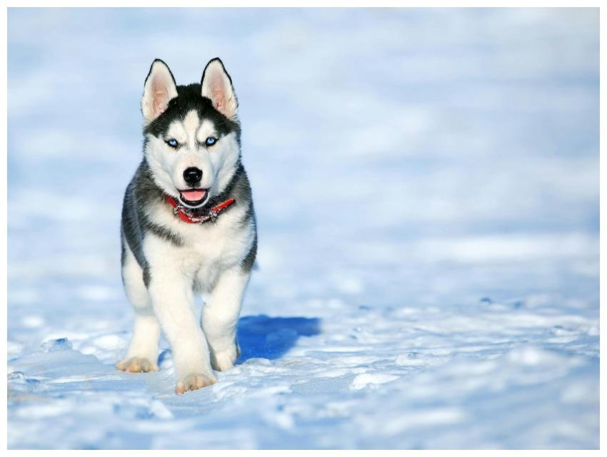 Playful Siberian Husky puppy running in a snowy fi