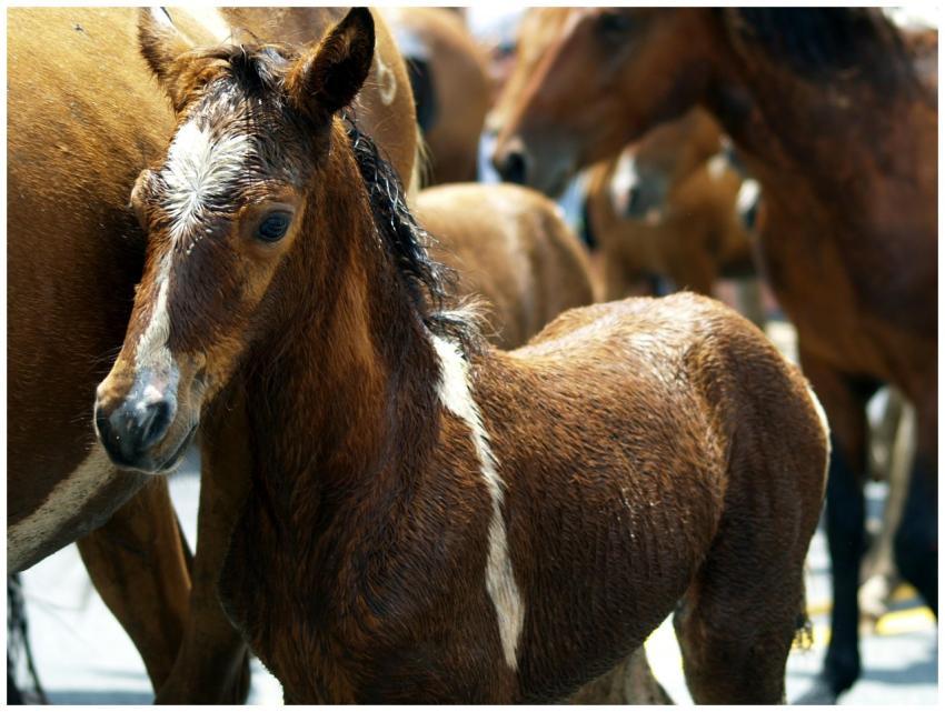 A young brown foal stands amidst a herd of horses