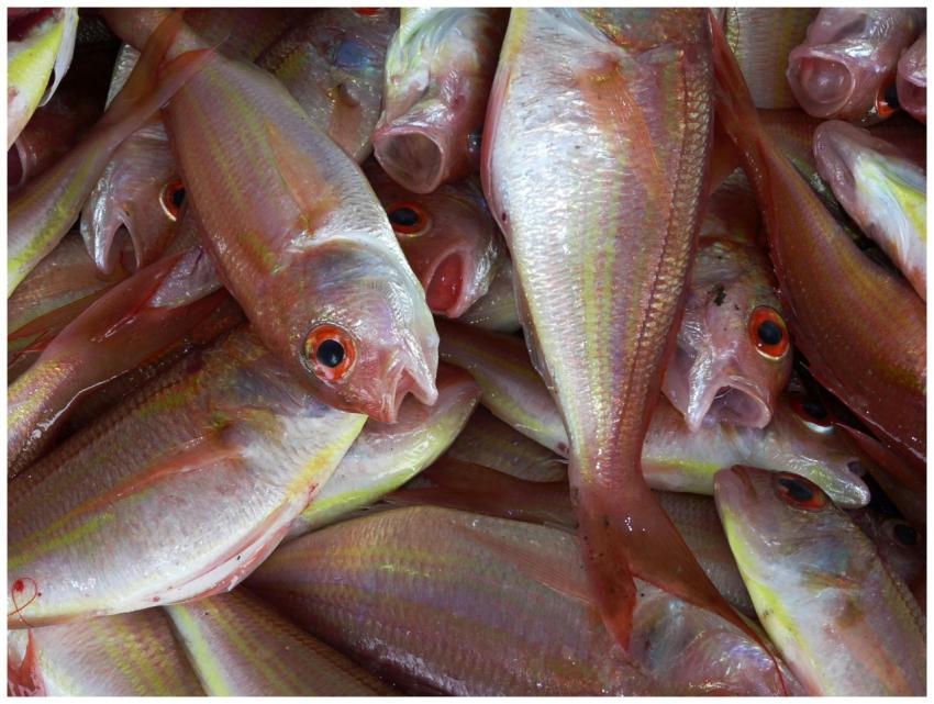 Close-up view of fresh red snapper fish on display