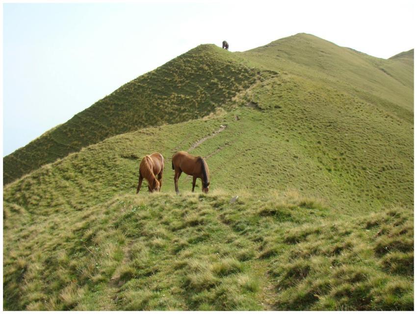 Two horses graze peacefully on a lush green mounta