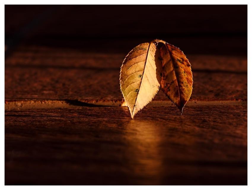 Leaf Autumn Wood Contrast