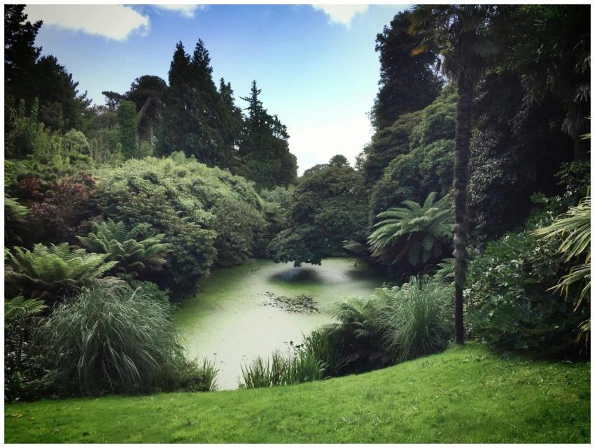 Tranquil lagoon surrounded by vibrant greenery in